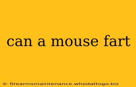 can a mouse fart