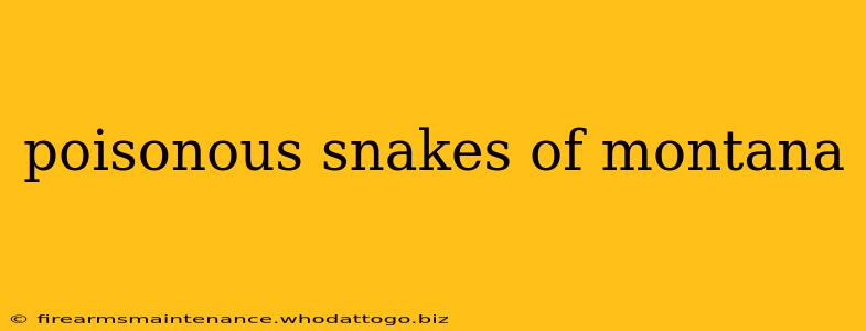 poisonous snakes of montana