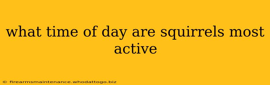 what time of day are squirrels most active